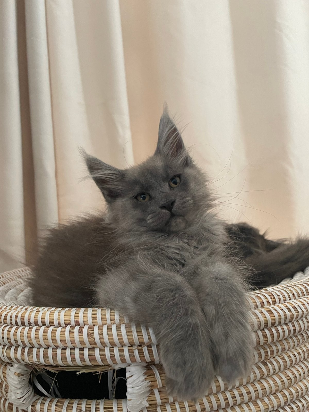 Maine Coon kittens beschikbaar, Dieren en Toebehoren, Katten en Kittens | Raskatten | Langhaar, Meerdere dieren, Met stamboom
