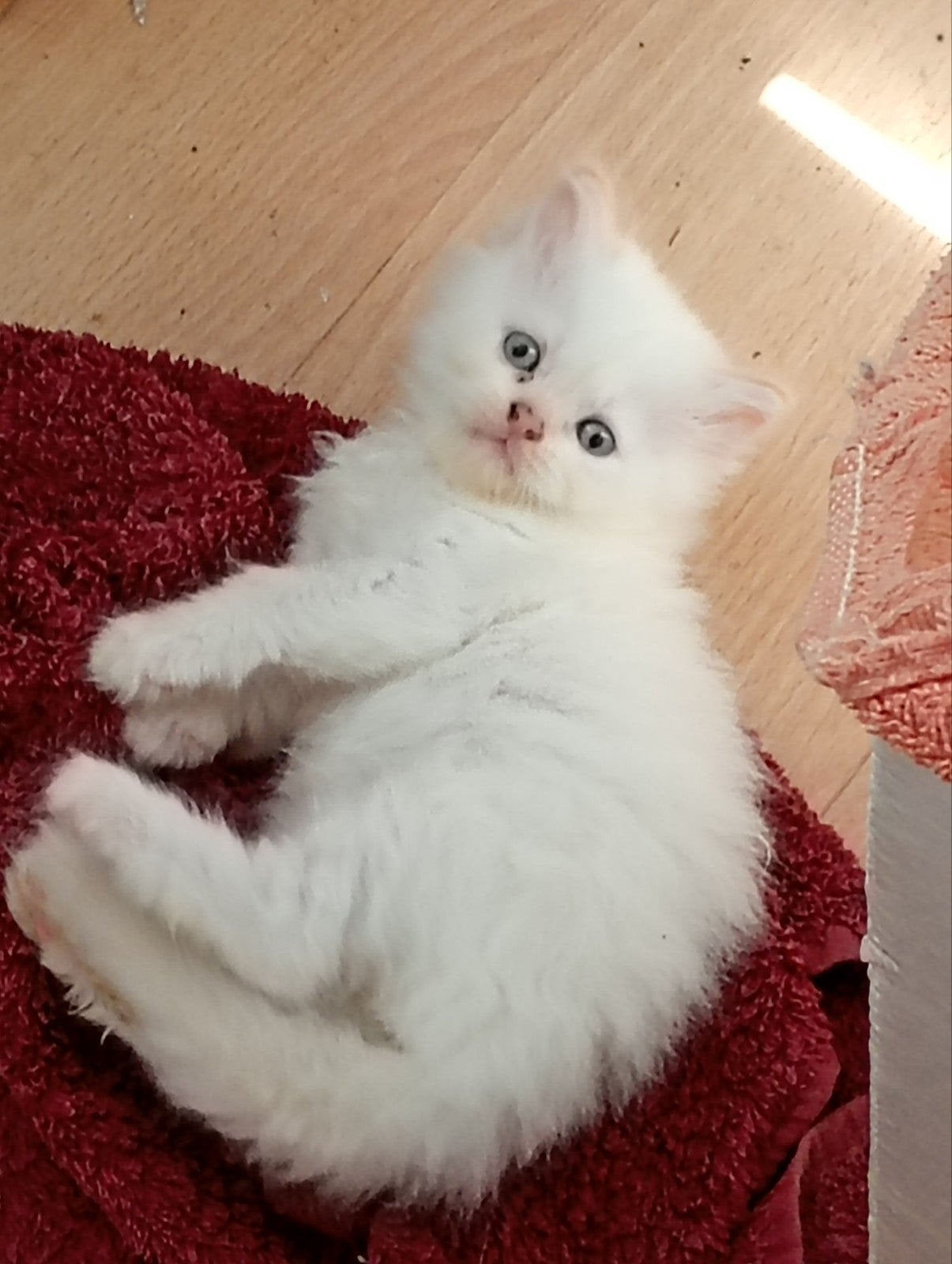 Kitten Brits langhaar te koop (Oudenaarde), Plusieurs animaux, Vermifugé, 0 à 2 ans