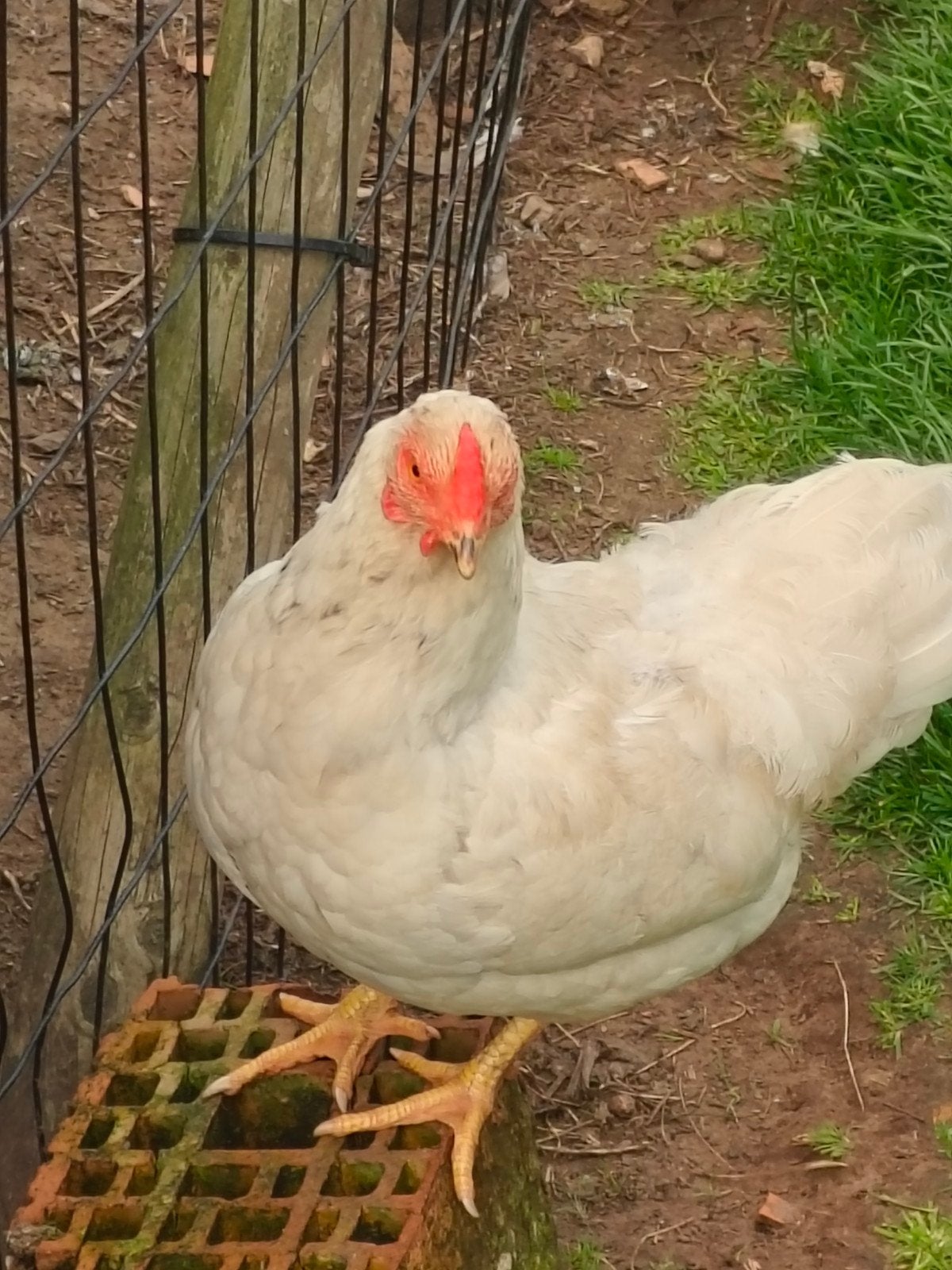 Mooi hen, Dieren en Toebehoren