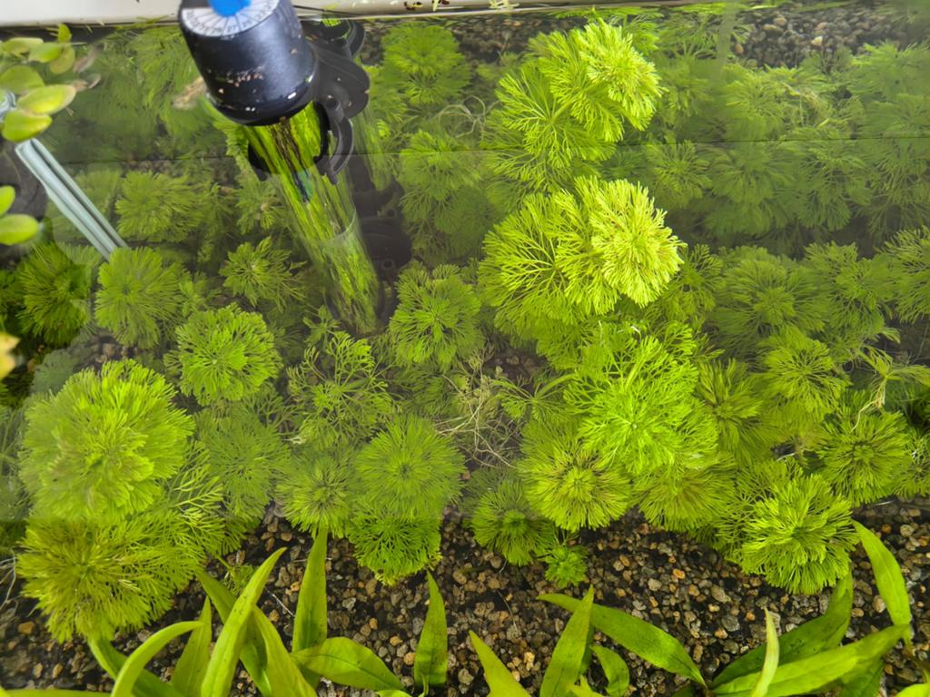 Limnophila sessiliflora aquariumplant, Dieren en Toebehoren, Ophalen of Verzenden