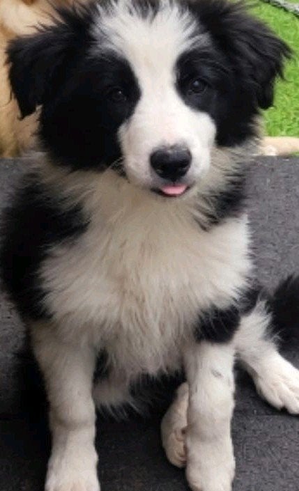 Border Collie pups teefje  ouders getest HD ED DNA, Animaux & Accessoires, Chiens | Bergers & Bouviers, Chienne, Colley, Éleveur | Loisir