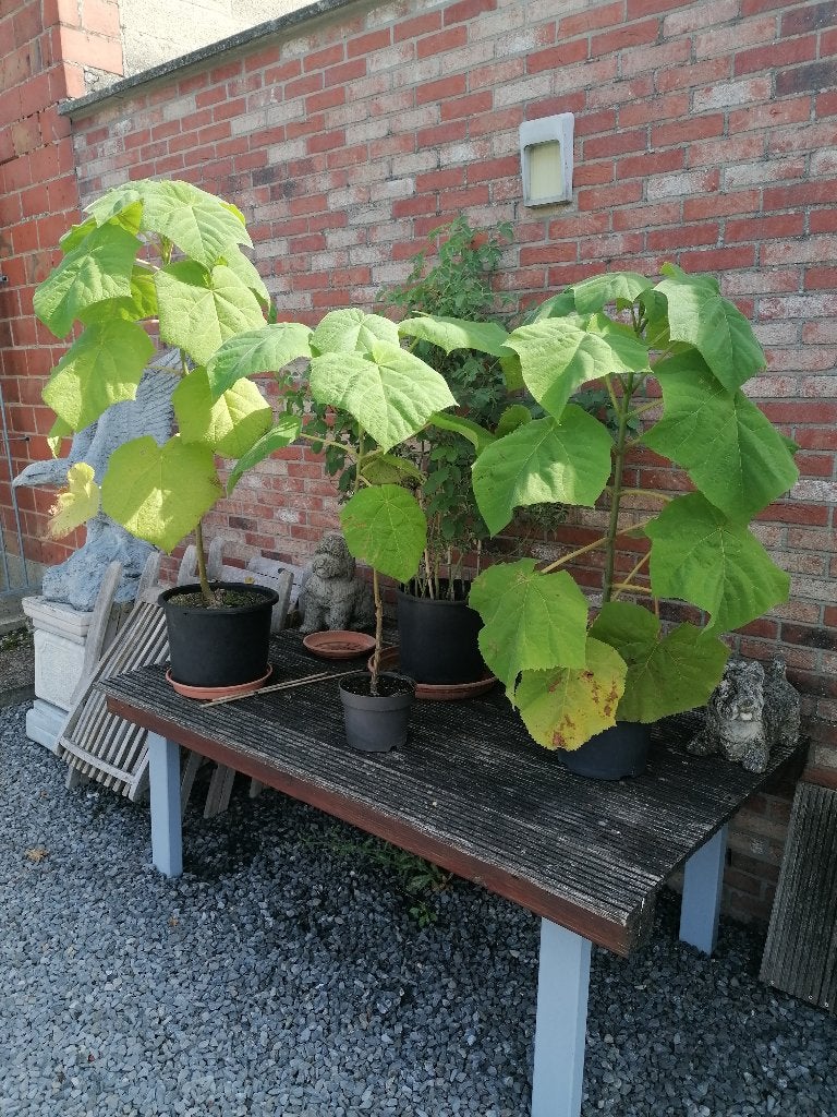 Paulownia  tomentosa boom, Jardin & Terrasse, Plantes | Arbres, Enlèvement, En pot, Autres espèces