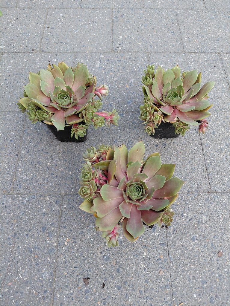 Sempervivum Othello, Ophalen