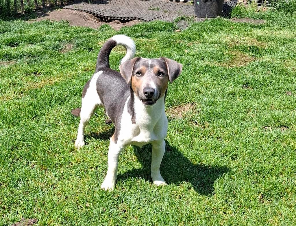 Dekreu Jack Russel, Animaux & Accessoires, 1 à 2 ans, Particulier, Belgique, Un chien