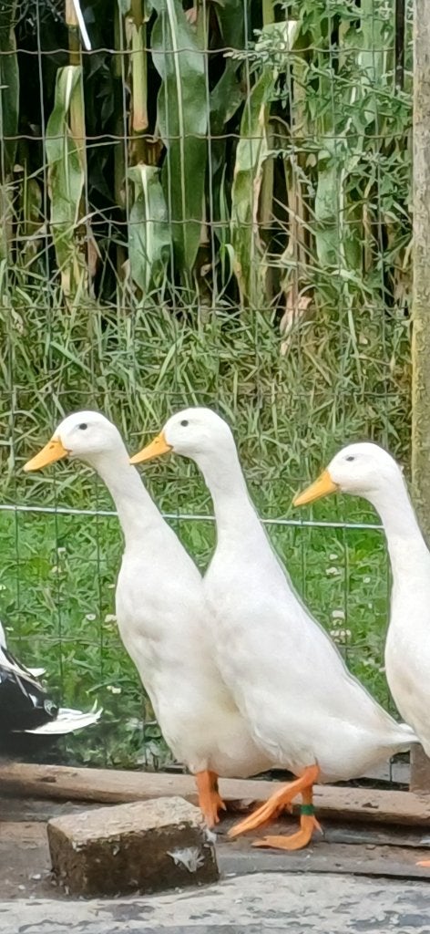 Mini dwerg loopeenden runner ducks, Dieren en Toebehoren, Pluimvee, Meerdere dieren, Eend