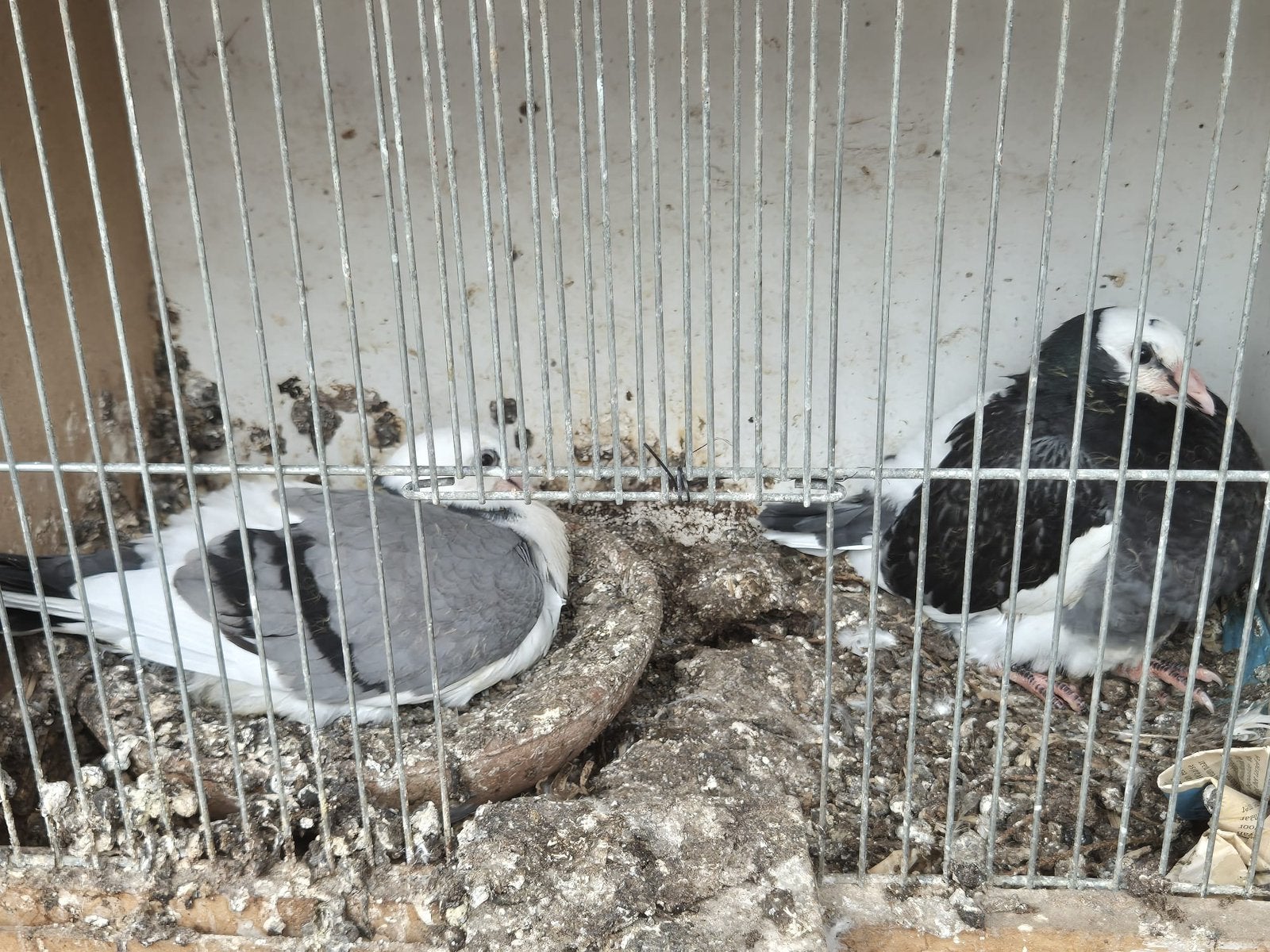 Gaditano Duiven, Mai, Plusieurs animaux