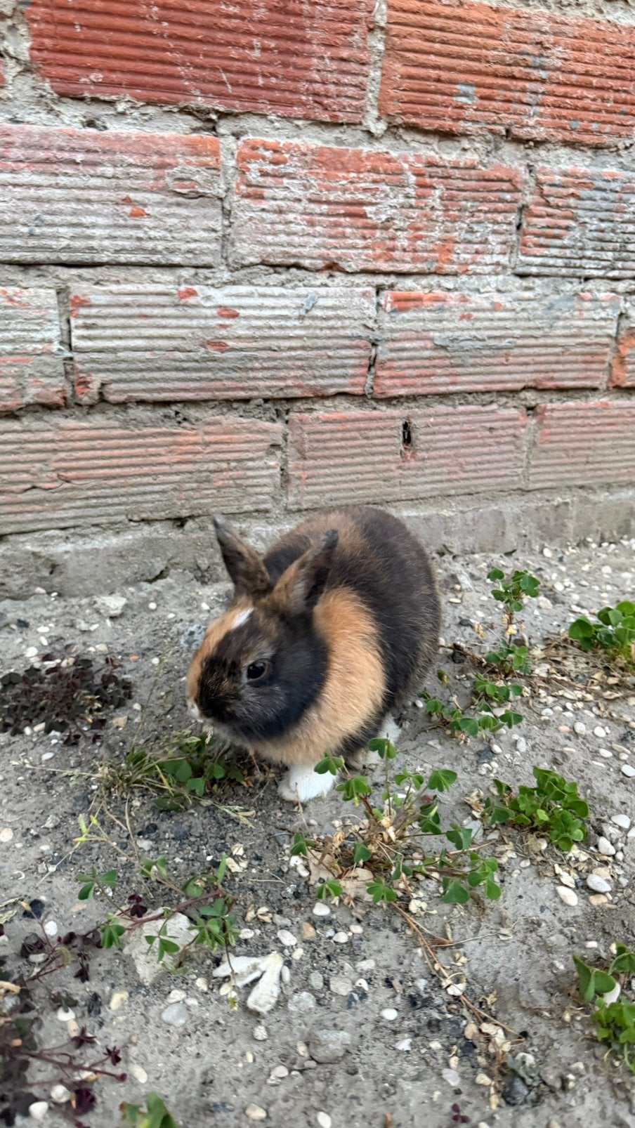 Rammelaar en voedster leeuwenkop konijn, Dieren en Toebehoren, Konijnen, Meerdere dieren, Klein, 0 tot 2 jaar