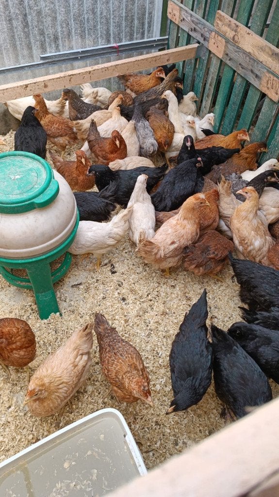 pondeurs colorants + beaucoup autres ornement 4+1 GRATUIT, Femelle, Poule ou poulet