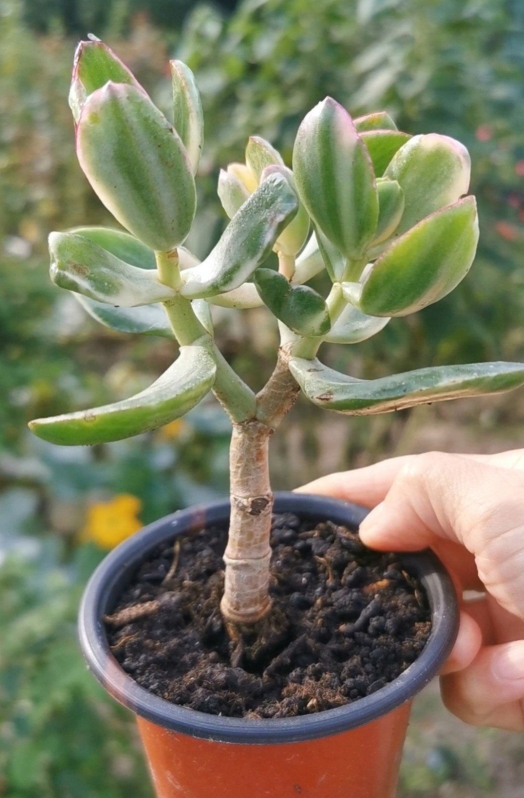 Belle Crassula Ovata Variegata (Tricolor) - plante de jade, Enlèvement