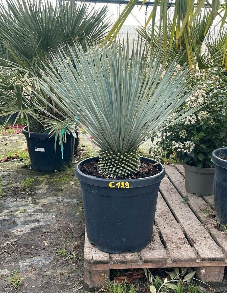 ‼️Yucca rostrata aan promoprijzen ‼️, Ophalen