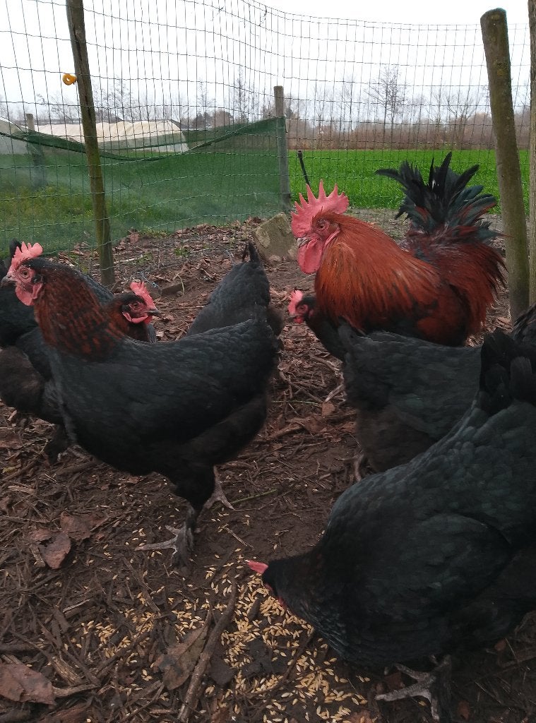 Hanen Marans zwart koperhals, Dieren en Toebehoren, Pluimvee
