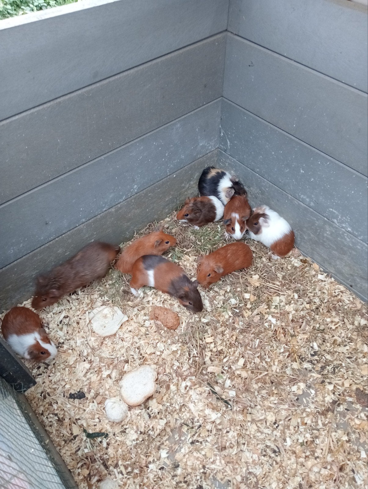 Jonge cavia zeugjes en beertjes, Juin, Domestique, Plusieurs animaux, Cobaye
