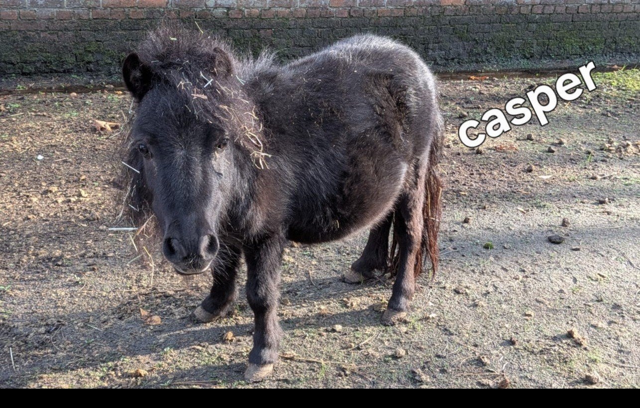 5 shetlander´s, Dieren en Toebehoren, Gechipt, B, A pony (tot 1.17m), Meerdere dieren