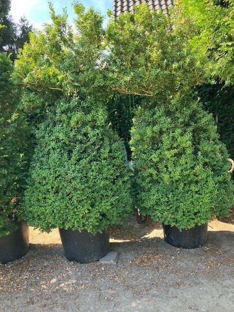 buxus planten in pot 230 cm hoog, Tuin en Terras, Planten | Struiken en Hagen, Ophalen, Buxus