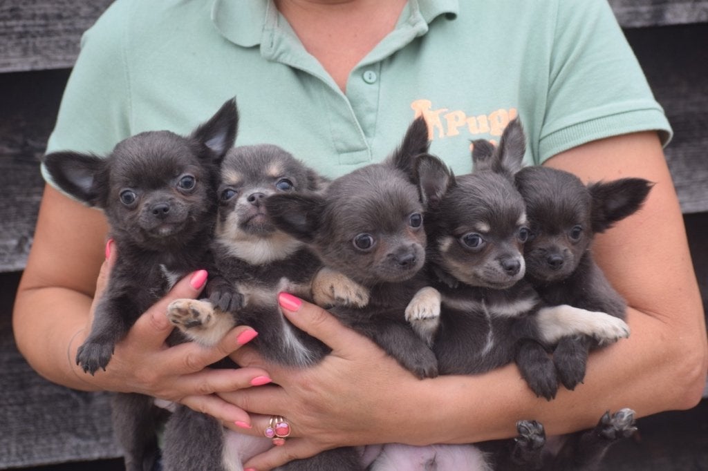 Chihuahua pups mooie keuze, Dieren en Toebehoren, 15 weken tot 1 jaar, Buitenland, CDV (hondenziekte), Meerdere
