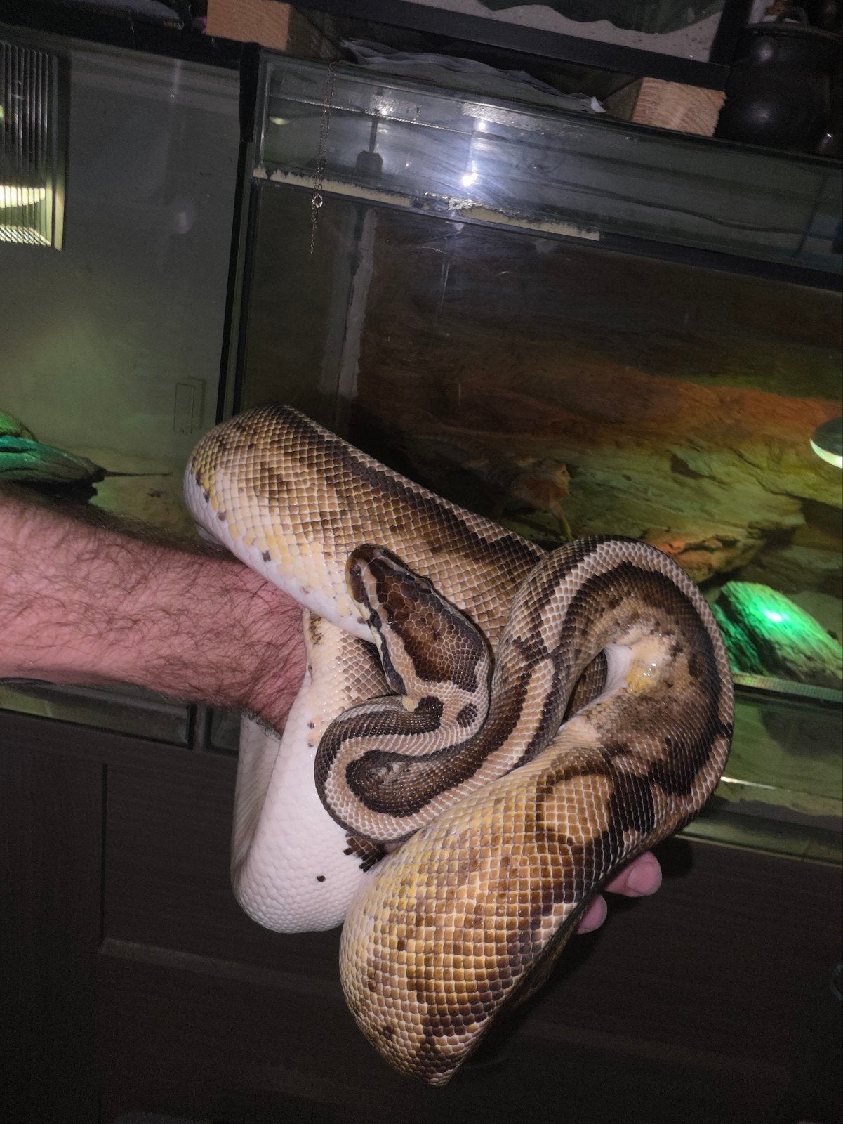 verschillende prachtige koningspythons! Ball Python photo 5