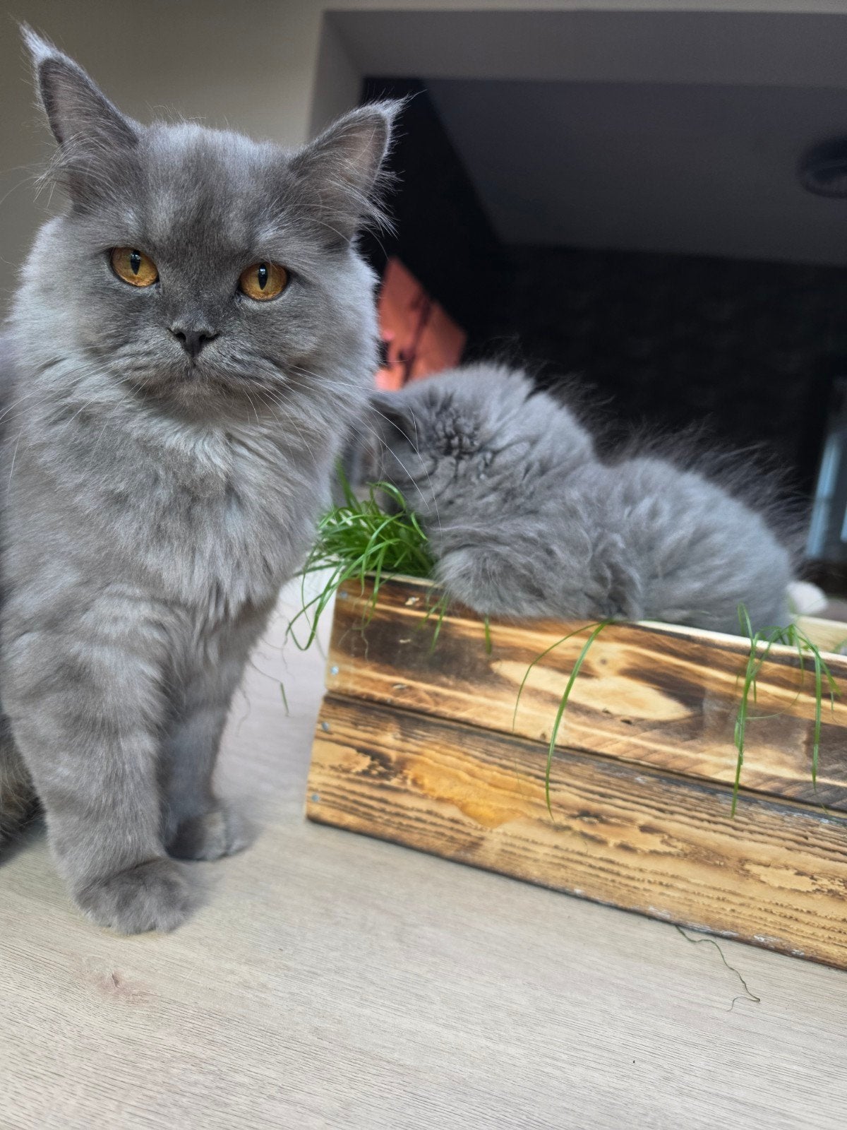 British Longhair kattin, Dieren en Toebehoren, Poes, Gechipt, 0 tot 2 jaar