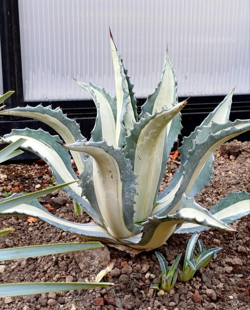 Agave mediopicta 'Alba', Enlèvement ou Envoi