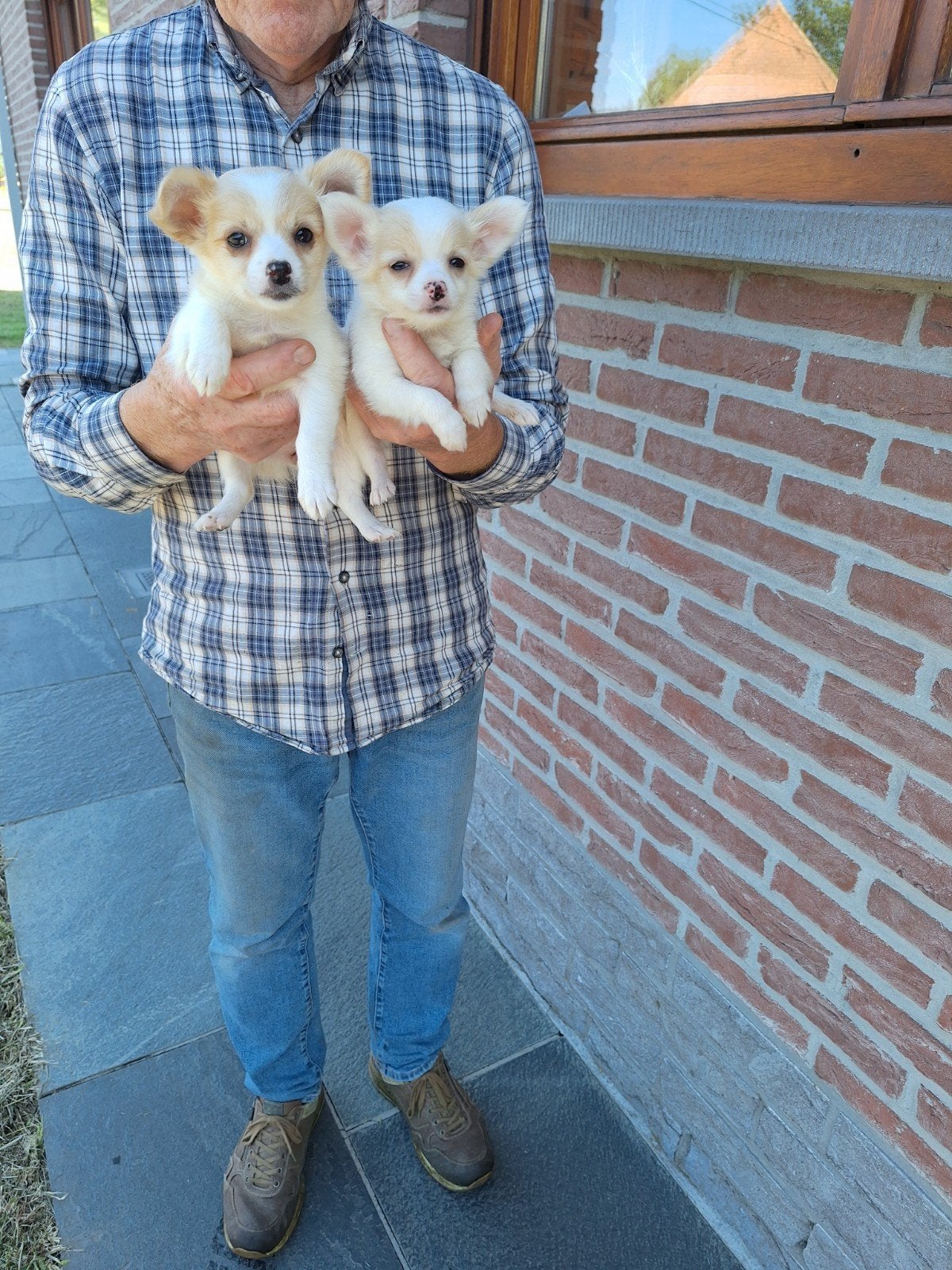 Langharige chihuahua pups, Maladie de Carré (chiens), Belgique, Plusieurs, Chihuahua