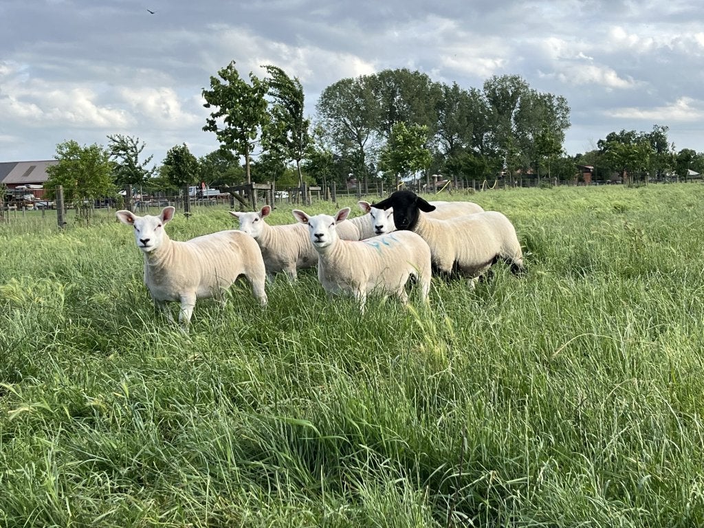 Texel ooi lammeren, Femelle, Mouton, 0 à 2 ans