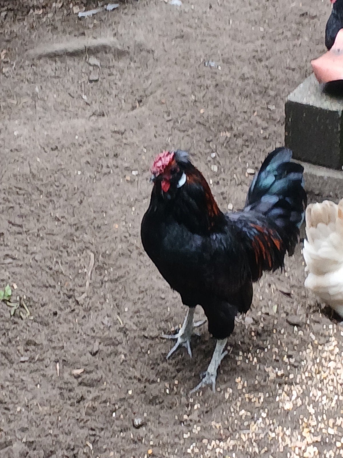 gratis haantje, Animaux & Accessoires, Mâle, Poule ou poulet