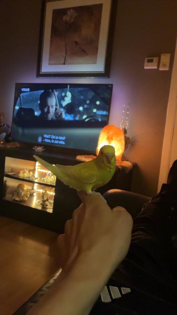 Grasparkieten tam, Dieren en Toebehoren, Tam