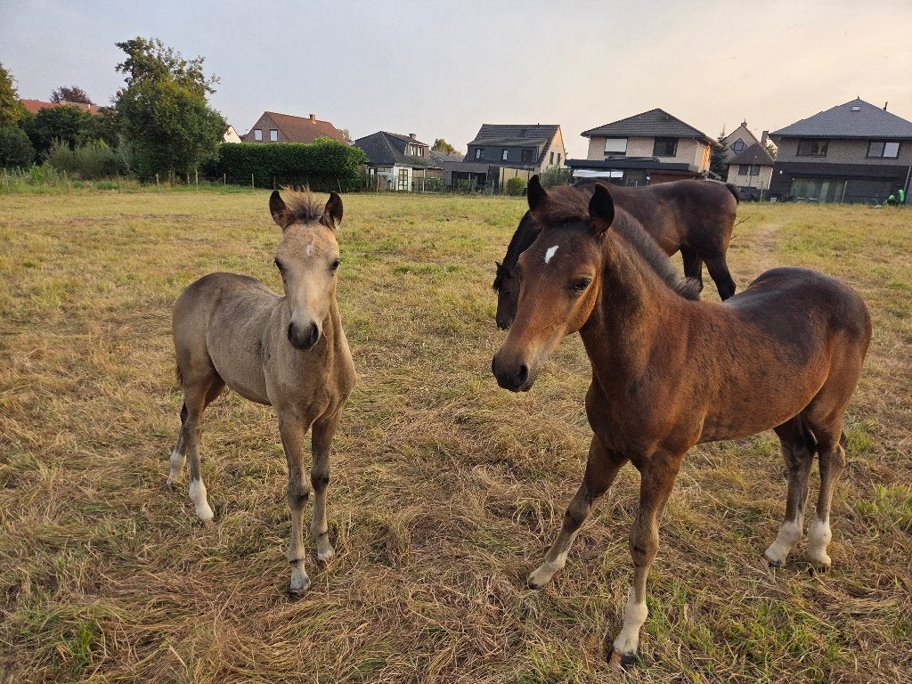 D pony veulen, Met stamboom, Springpony, 0 tot 2 jaar, Hengst
