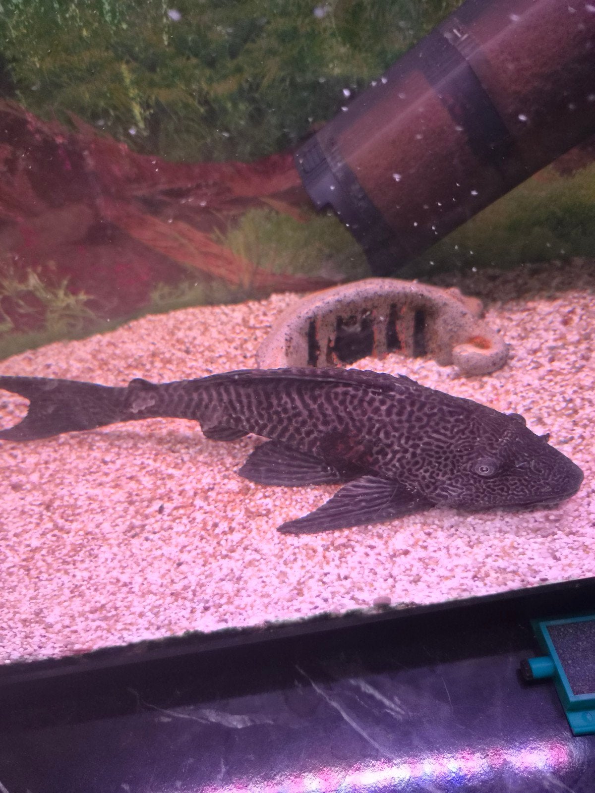 pleco, Animaux & Accessoires, Poisson, Poisson d'eau douce