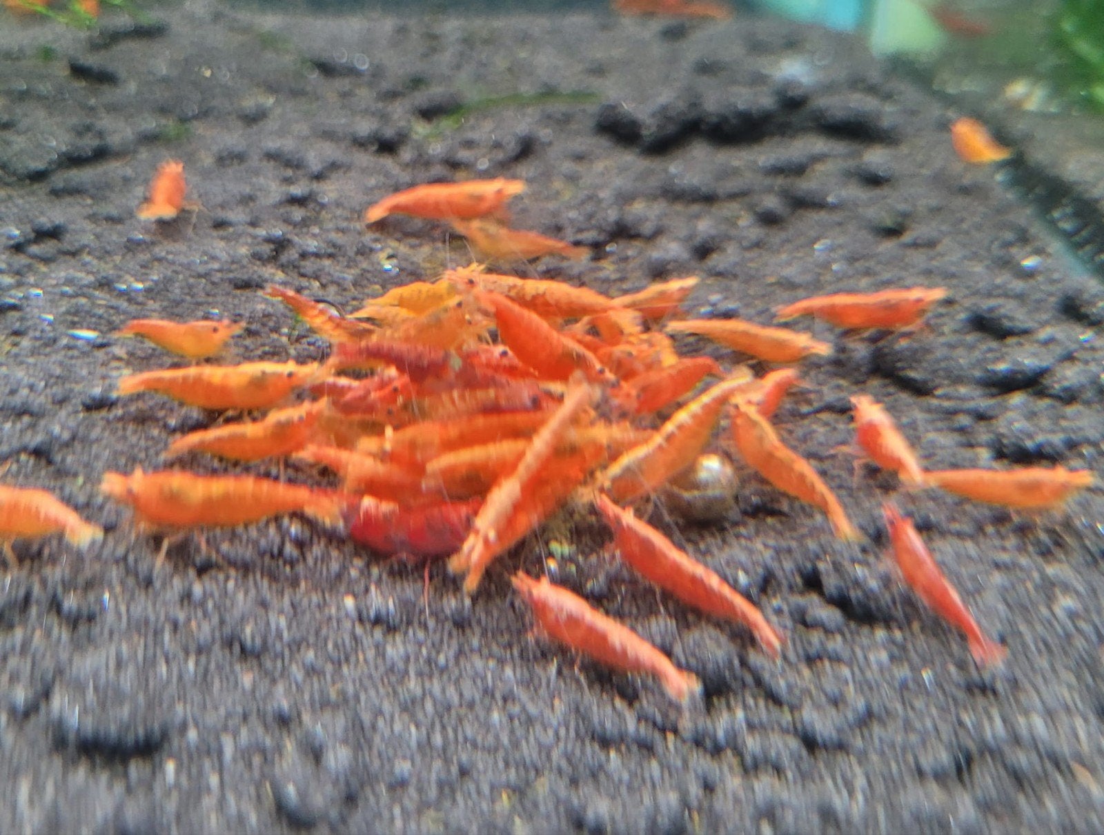 Hobbyaquarium Orange Sakura garnalen, Kreeft, Krab of Garnaal, Zoetwatervis