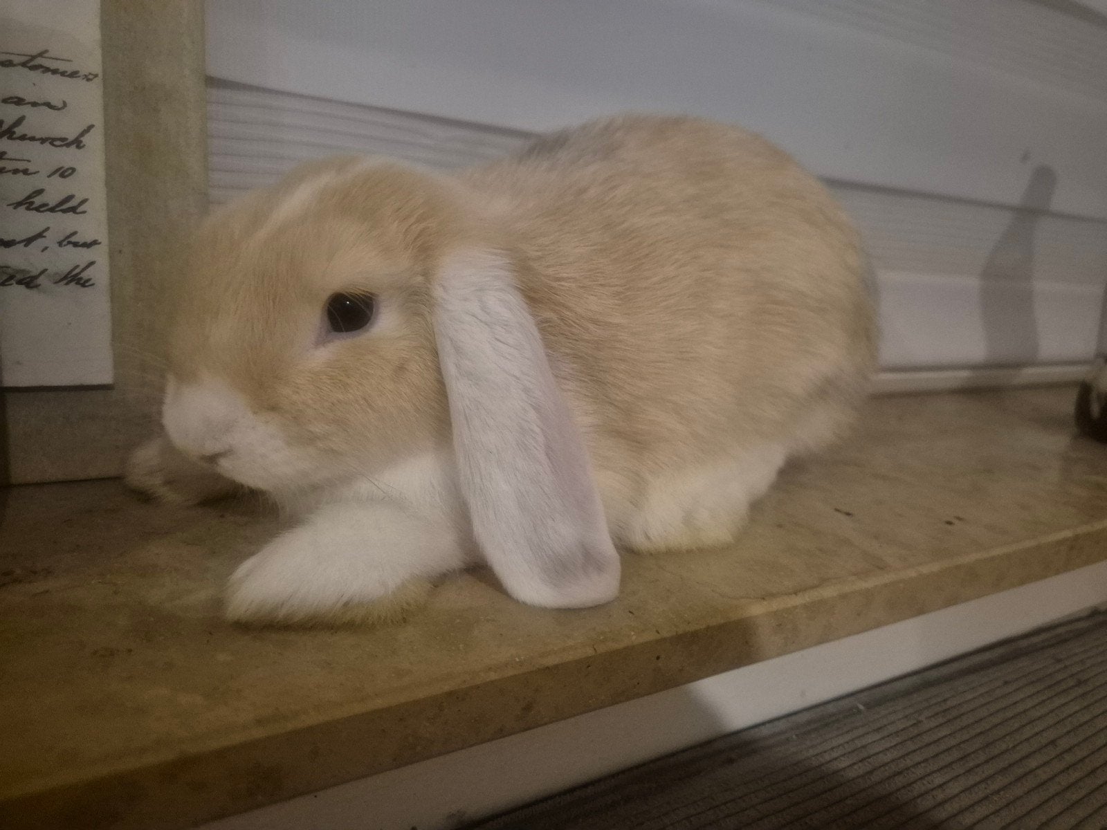 3 rammetjes zoeken goed huisje. 11 weken oud., Mannelijk, Klein, Hangoor, 0 tot 2 jaar