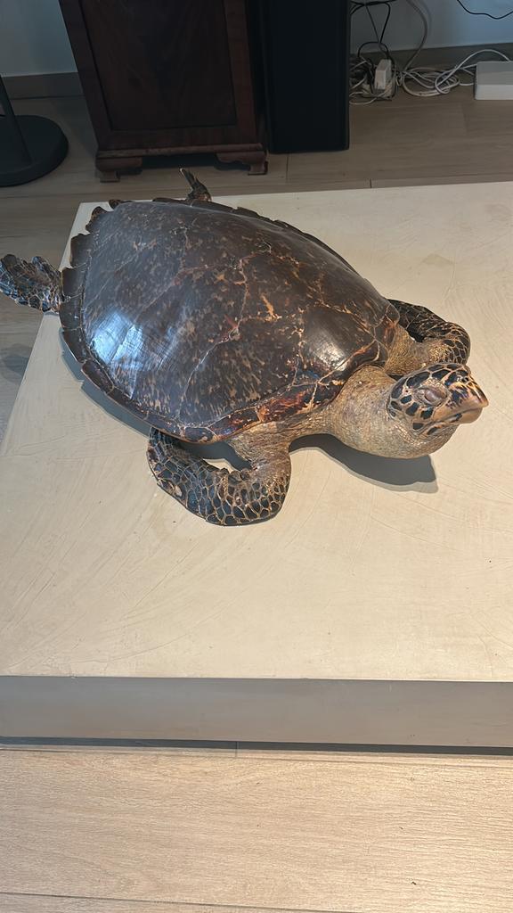 Heel mooie en grote schildpad, Enlèvement