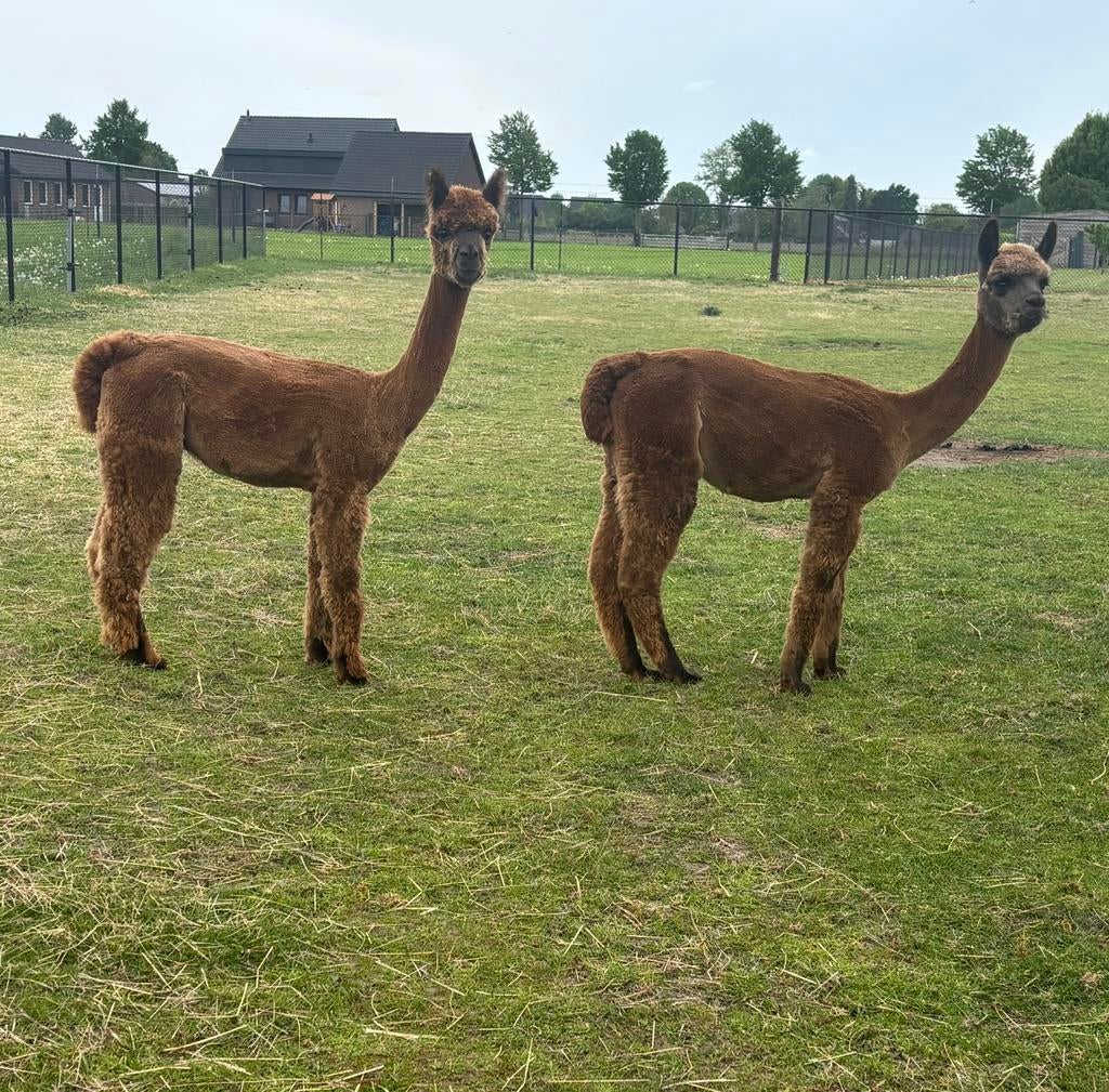 3 alpaca hengstjes te koop, Animaux & Accessoires, Animaux Autre, Juin, Mâle