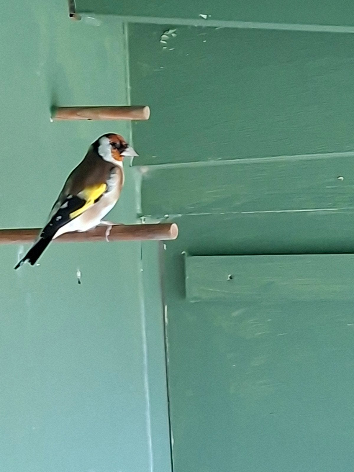 Major putter., Dieren en Toebehoren, Geringd