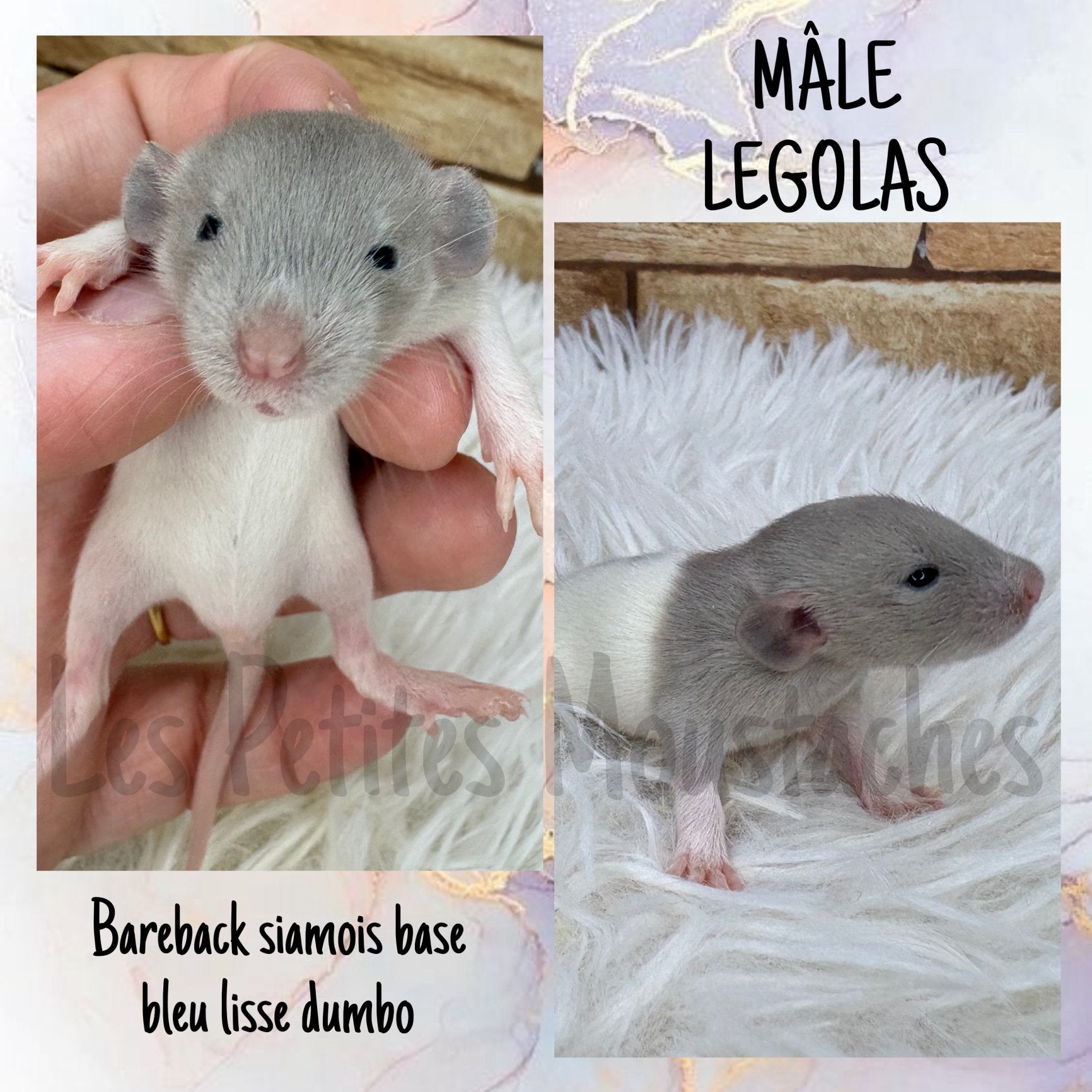 Ratons, rats, Enlèvement