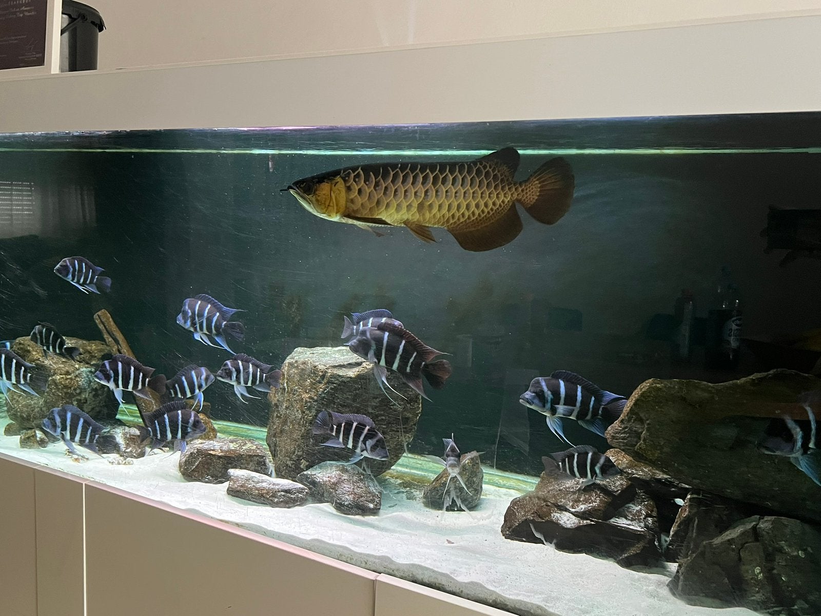 Blue base Arowana, Dieren en Toebehoren, Vis