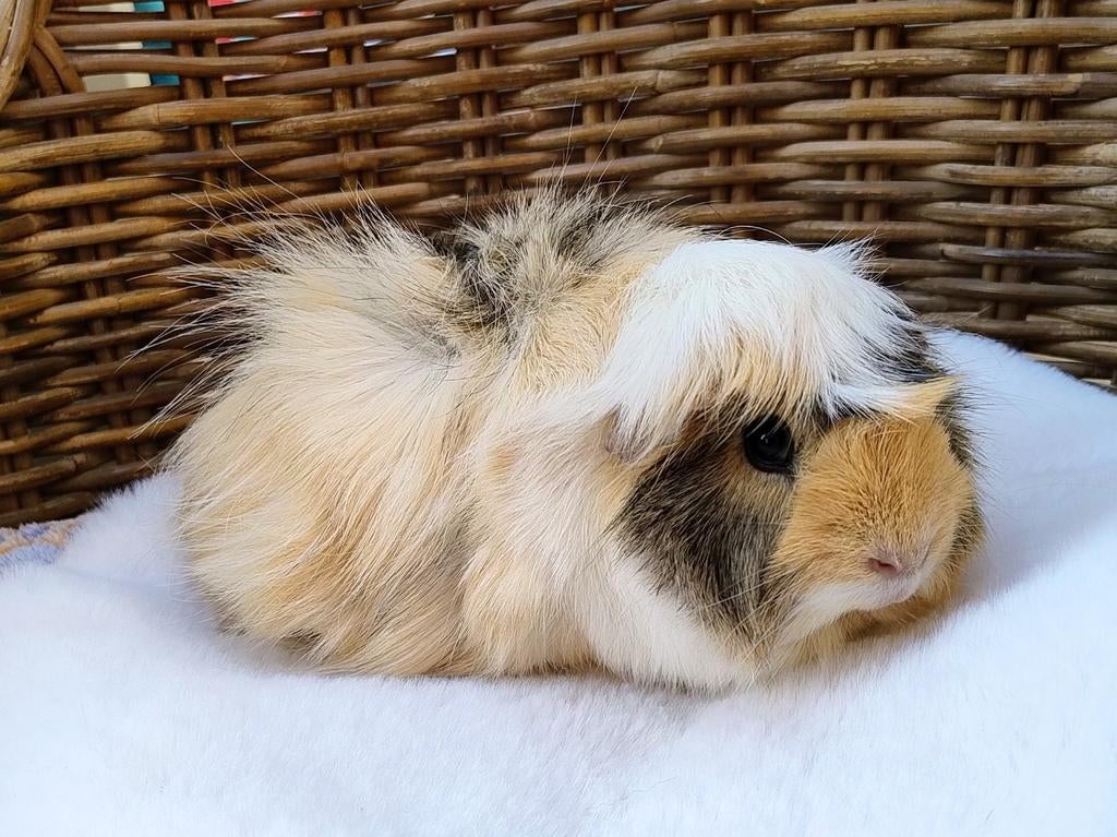 Half langharig cavia zeugje, Juni, Cavia