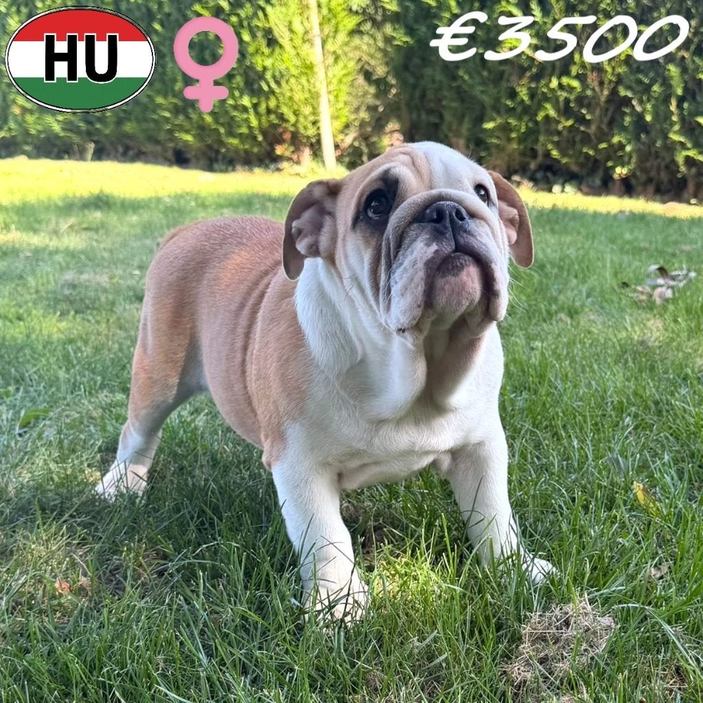 Engelse Bulldog - pups te koop, 15 weken tot 1 jaar, Handelaar, Buitenland, Meerdere