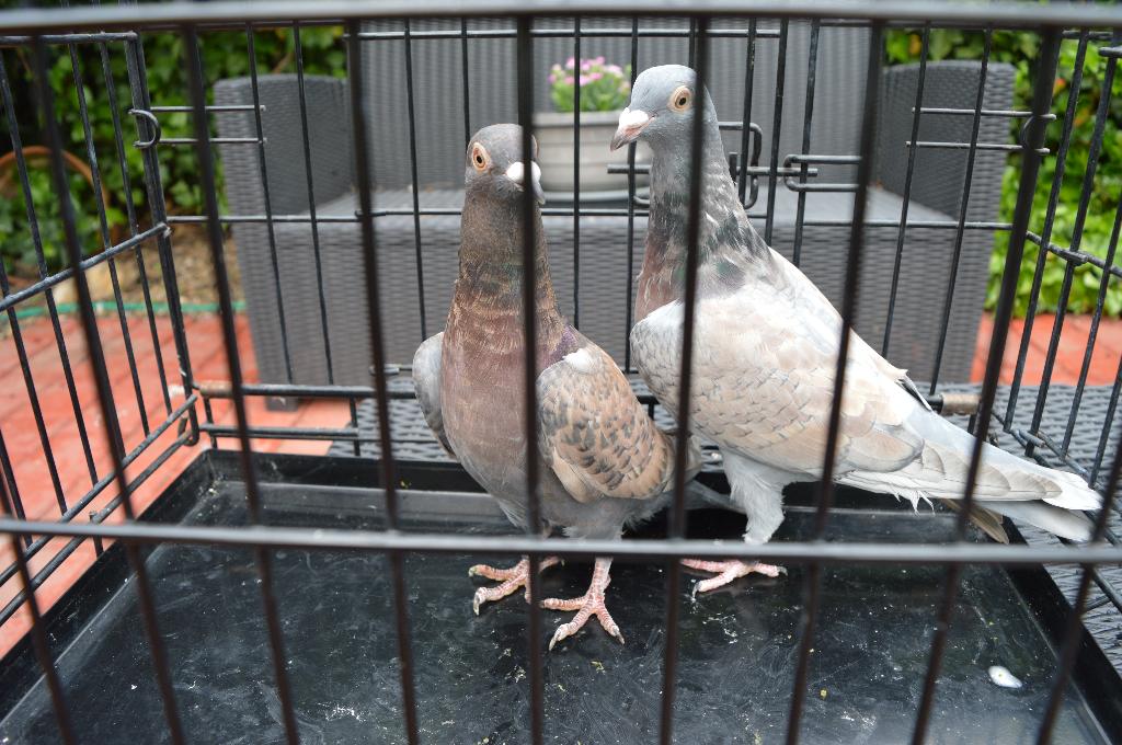 kleurpostduiven, Dieren en Toebehoren, Vogels | Duiven, Postduif