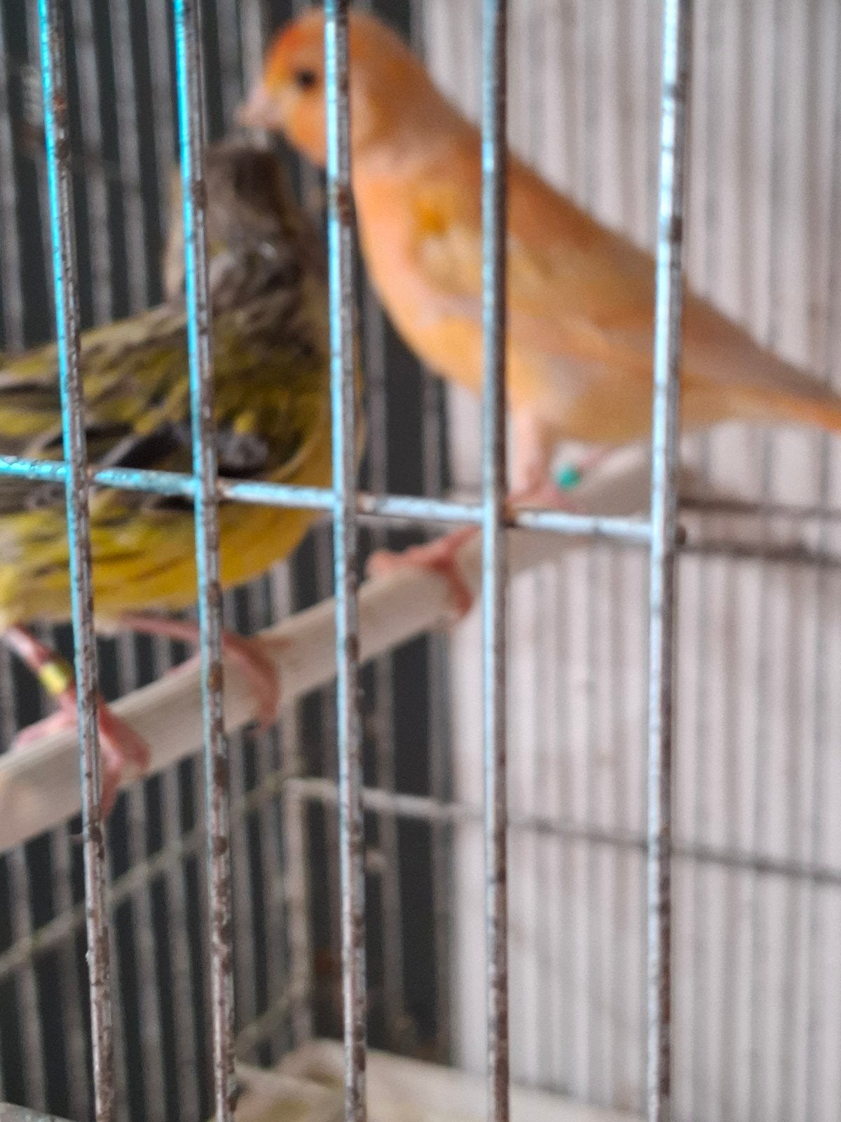 koppel kanaries, Dieren en Toebehoren