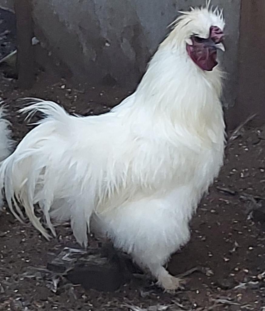 Coq Silkfowl, Animaux & Accessoires