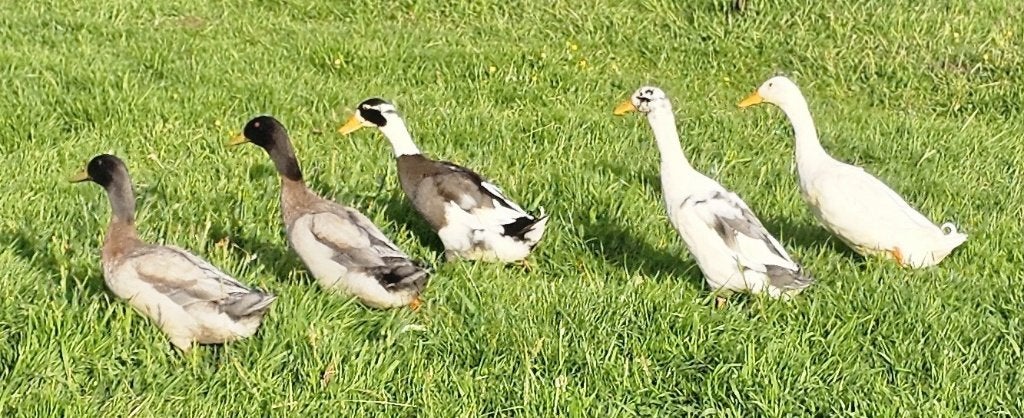 Indische loopeenden (woerden), Dieren en Toebehoren, Pluimvee, Mannelijk, Eend