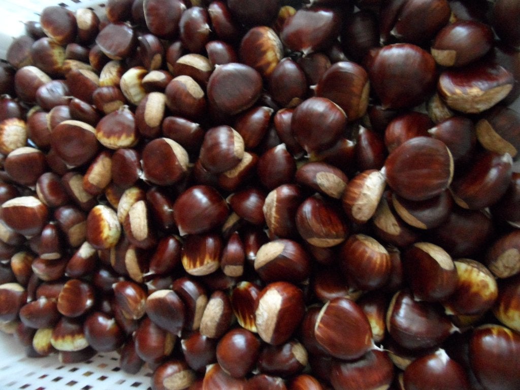 Verse tamme kastanjes – €3,2€/kg (Min. 5 kg – VASTE PRIJS), Enlèvement