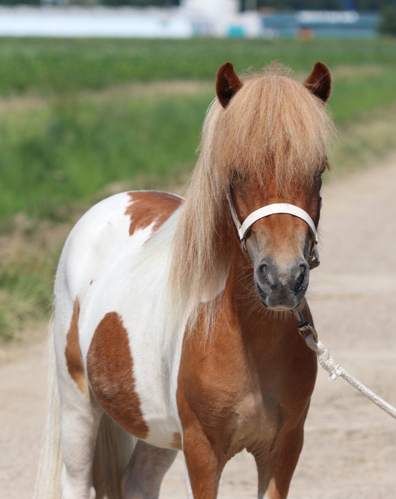 Prachtige shetlander merrie en ruin, Dieren en Toebehoren, Merrie, M, Gechipt, 3 tot 6 jaar