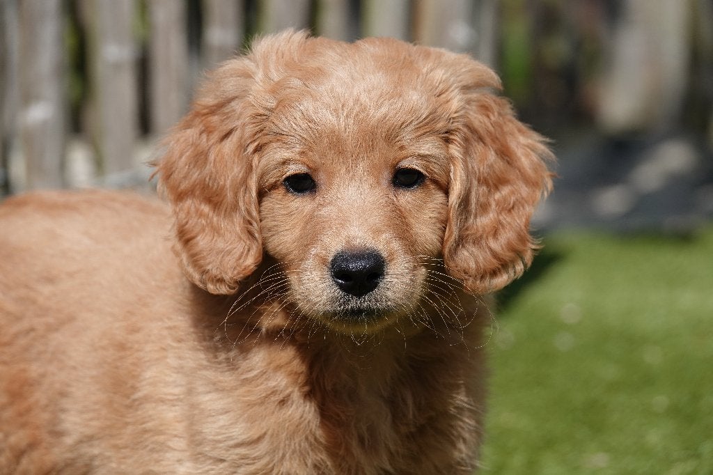 Labradoodle de taille moyenne (type Labrador), avec pedigree, Animaux & Accessoires, Chiens | Retrievers, Épagneuls & Chiens d'eau