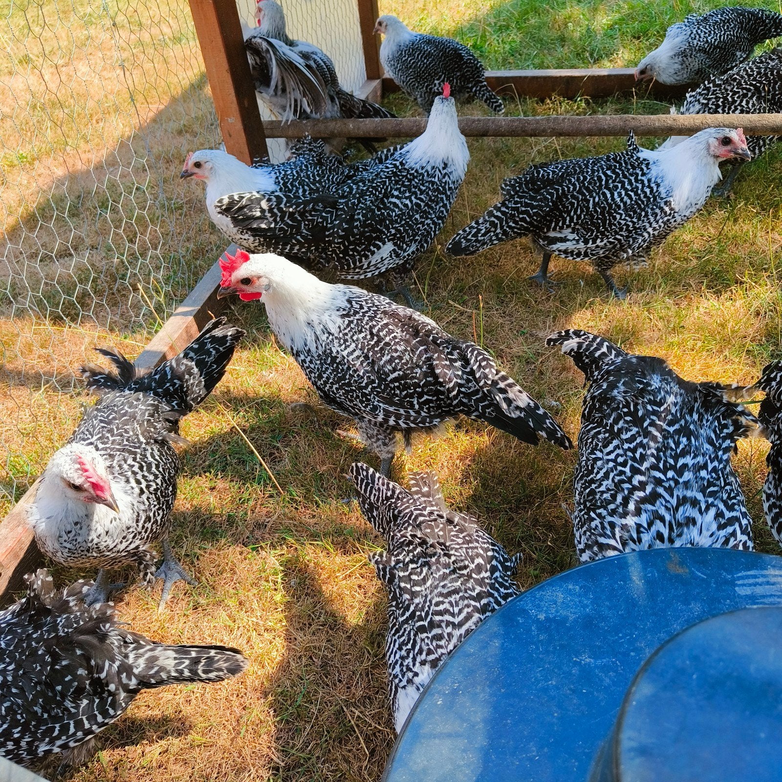 zilverbrakel hanen, Animaux & Accessoires, Mâle, Poule ou poulet