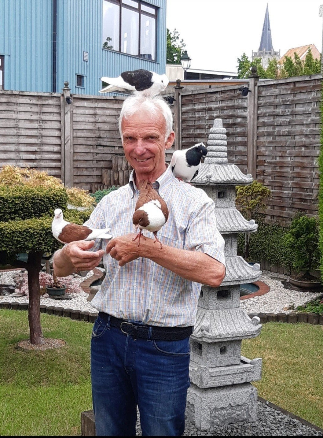 sierduiven, Dieren en Toebehoren