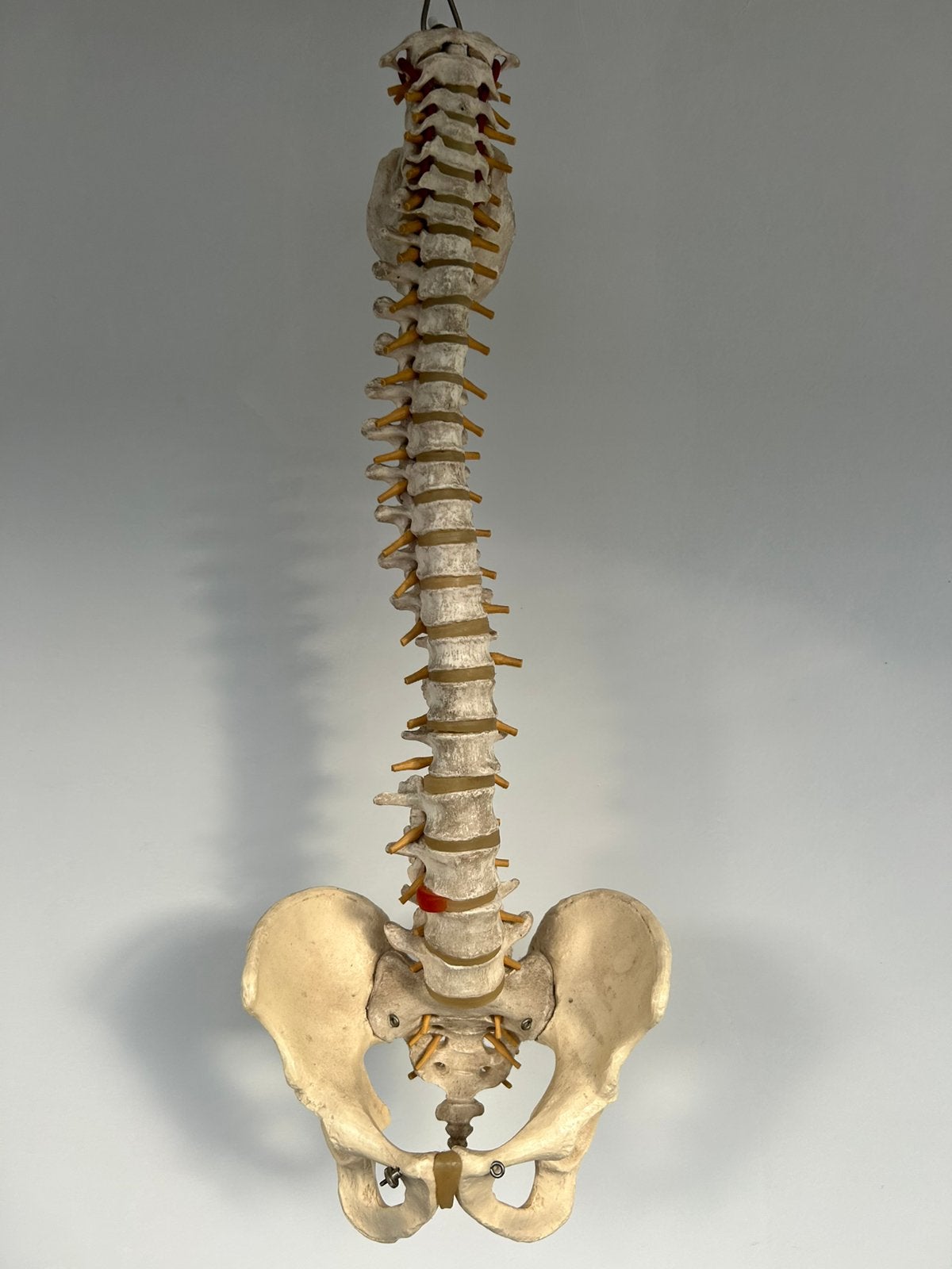 Anatomisch model wervelkolom met bekken en zenuwen, Ophalen of Verzenden, Gebruikt