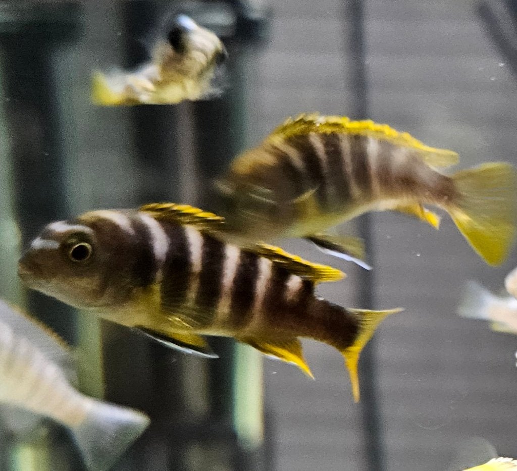 Labidochromis mbamba bay malawi cichliden, Dieren en Toebehoren, Vis, Zoetwatervis