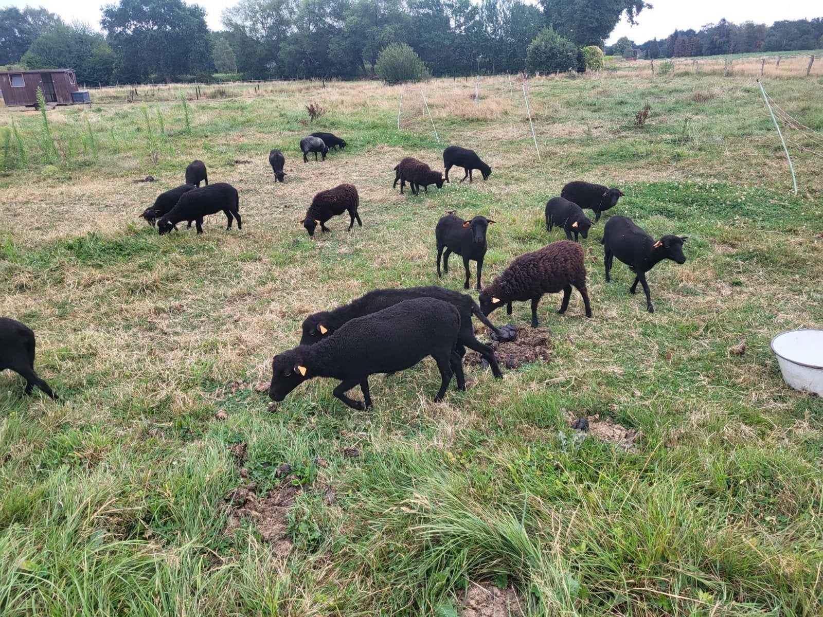 18 mooie ouessant ooien met stamboom, Femelle, Mouton