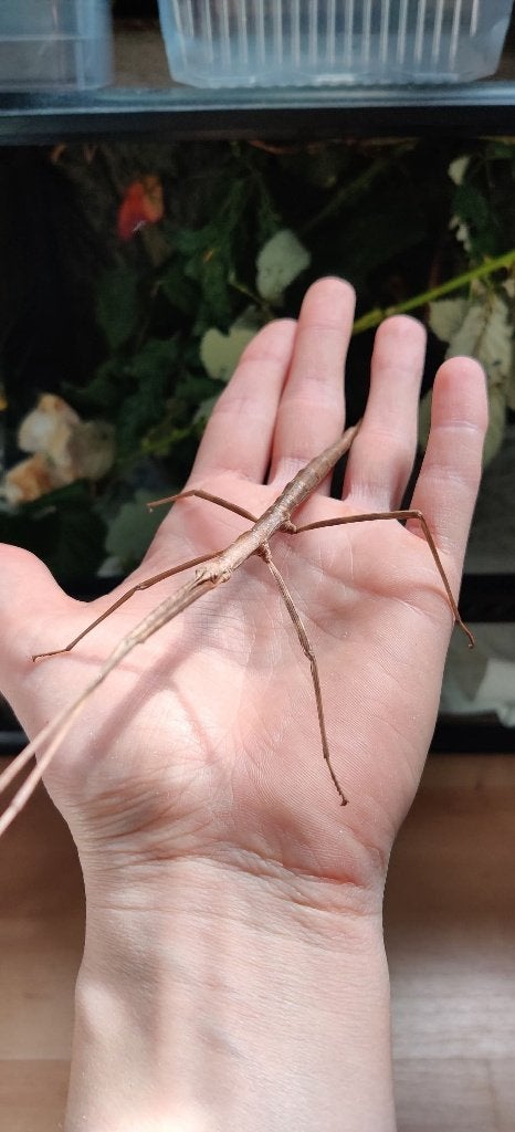 Entoria ishigakiensis wandelende tak, Dieren en Toebehoren, Wandelende tak